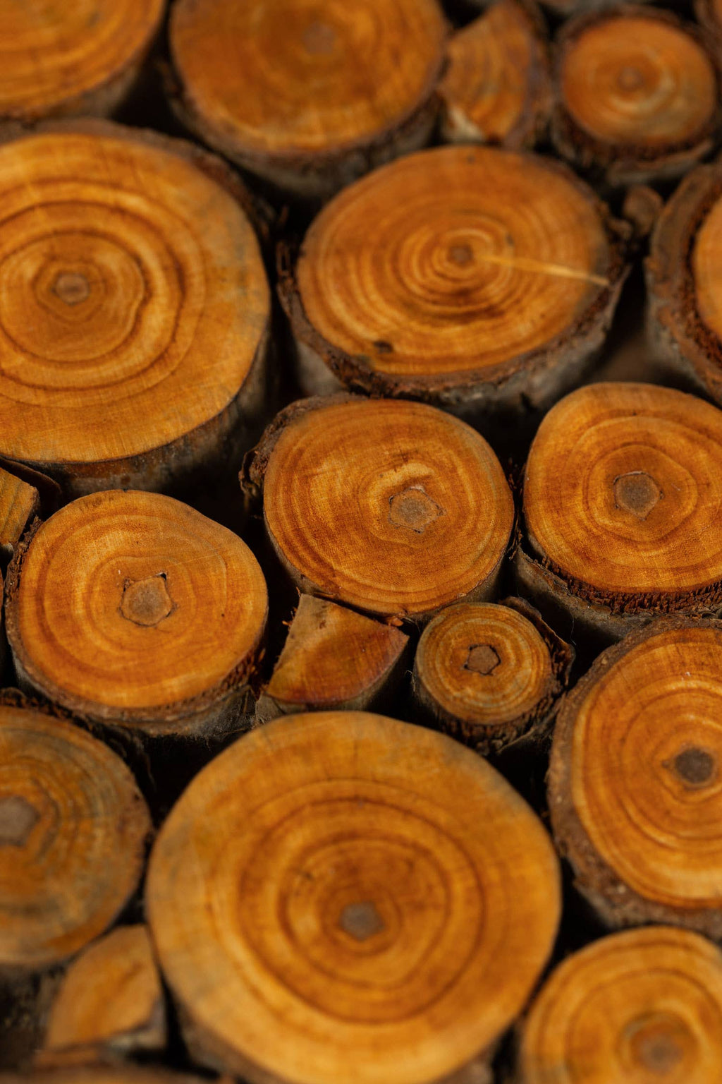 Wood Slice Trivet