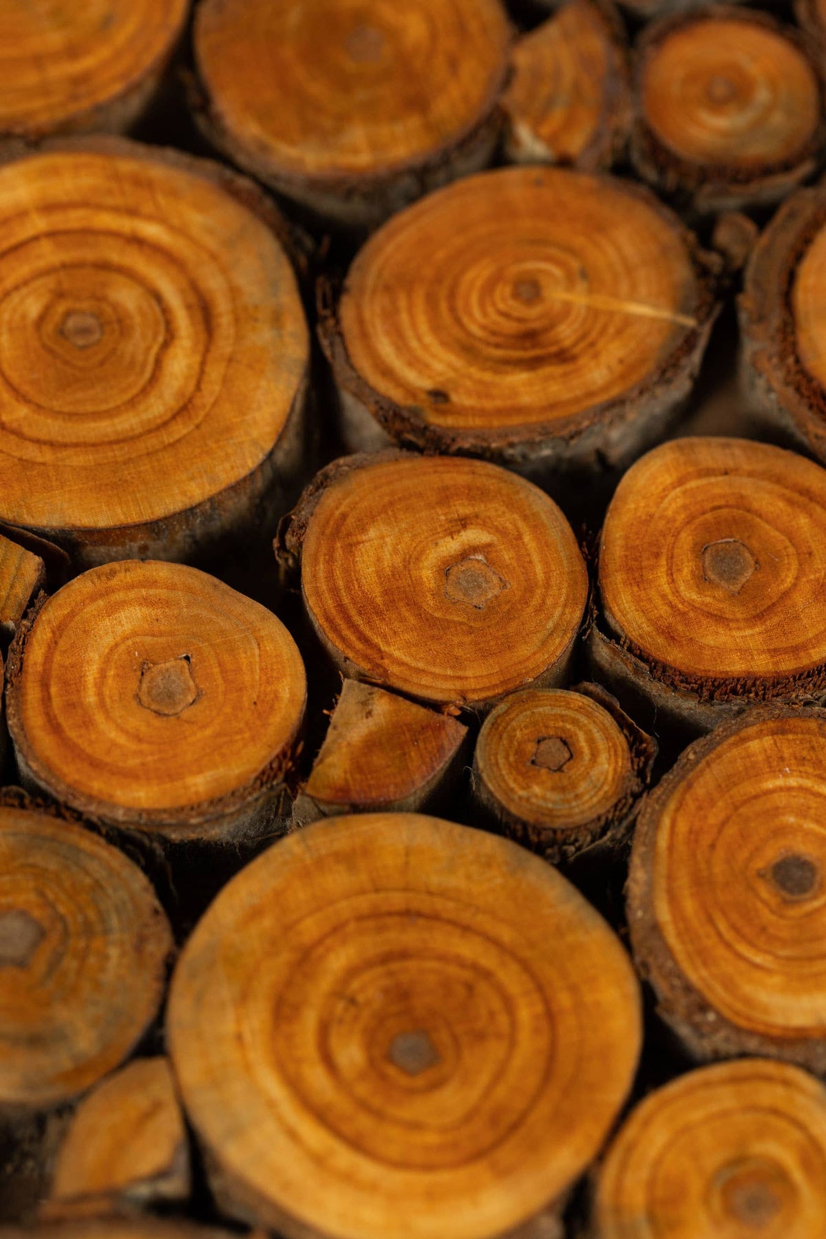 Wood Slice Trivet