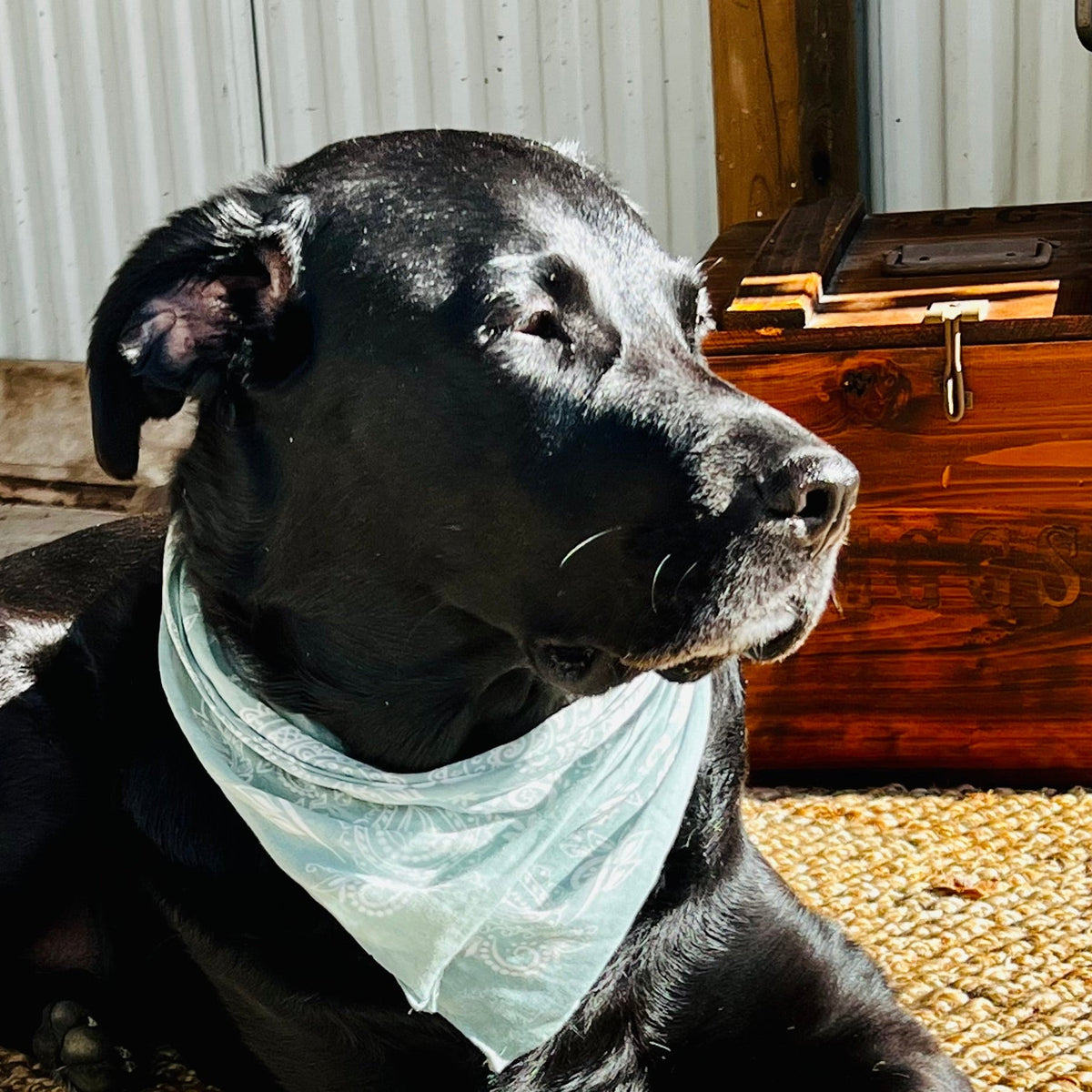 Give Oliver, the Shop Dog, a Treat!!