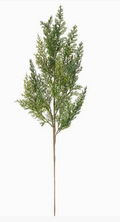 Cedar Spray