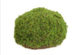 Moss Dome Oval Ball