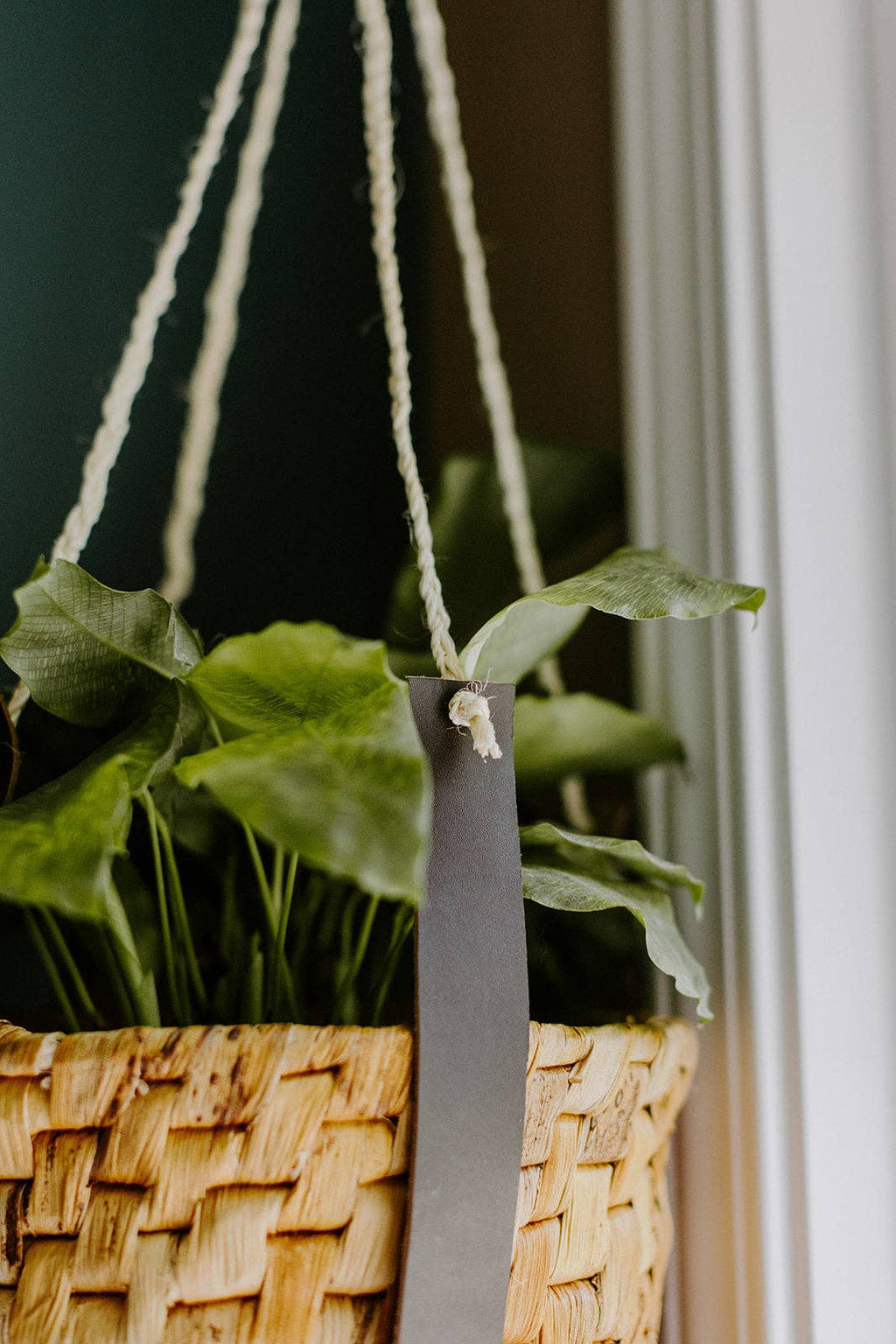 Leather Plant Hanger