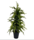 25" Cedar Tree