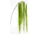 Moss Hanging Spray